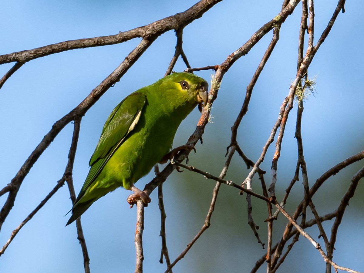 Tepui Parrotlet - ML490033781