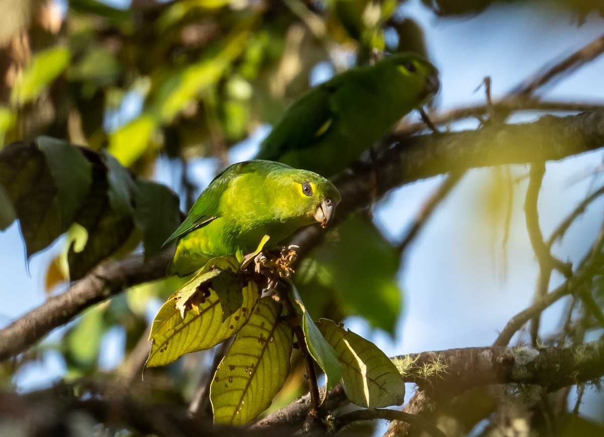 Tepui Parrotlet - ML490033891