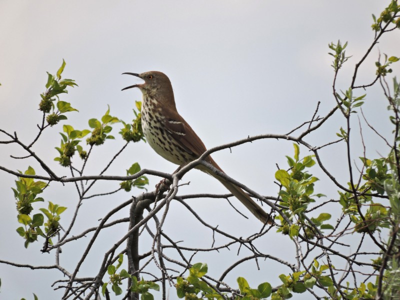 Brown Thrasher - ML49003421