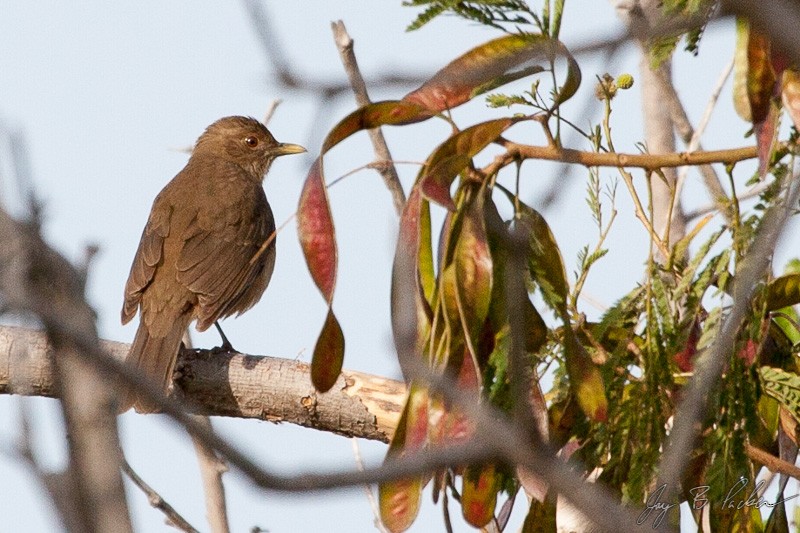 Clay-colored Thrush - Jay Packer