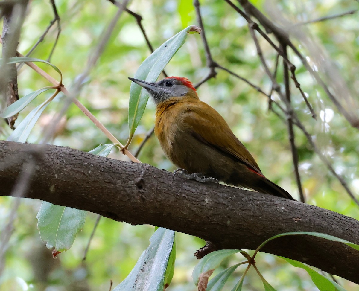 Olive Woodpecker - Garret Skead