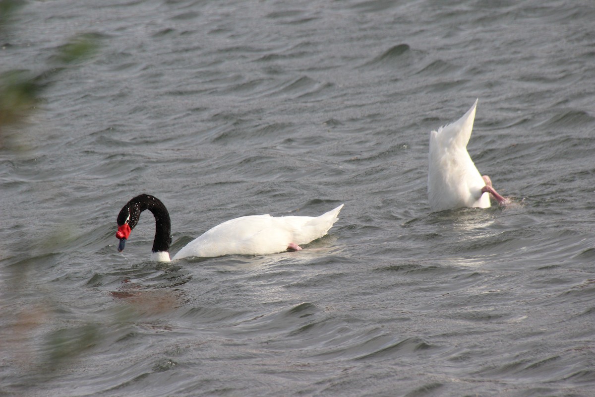 Black-necked Swan - ML490035941