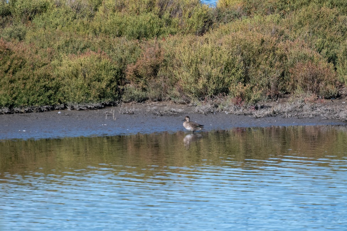 Green-winged Teal - ML490036071
