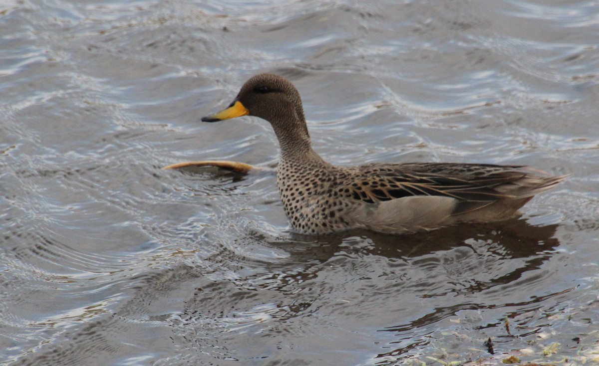 Yellow-billed Teal - ML490036711