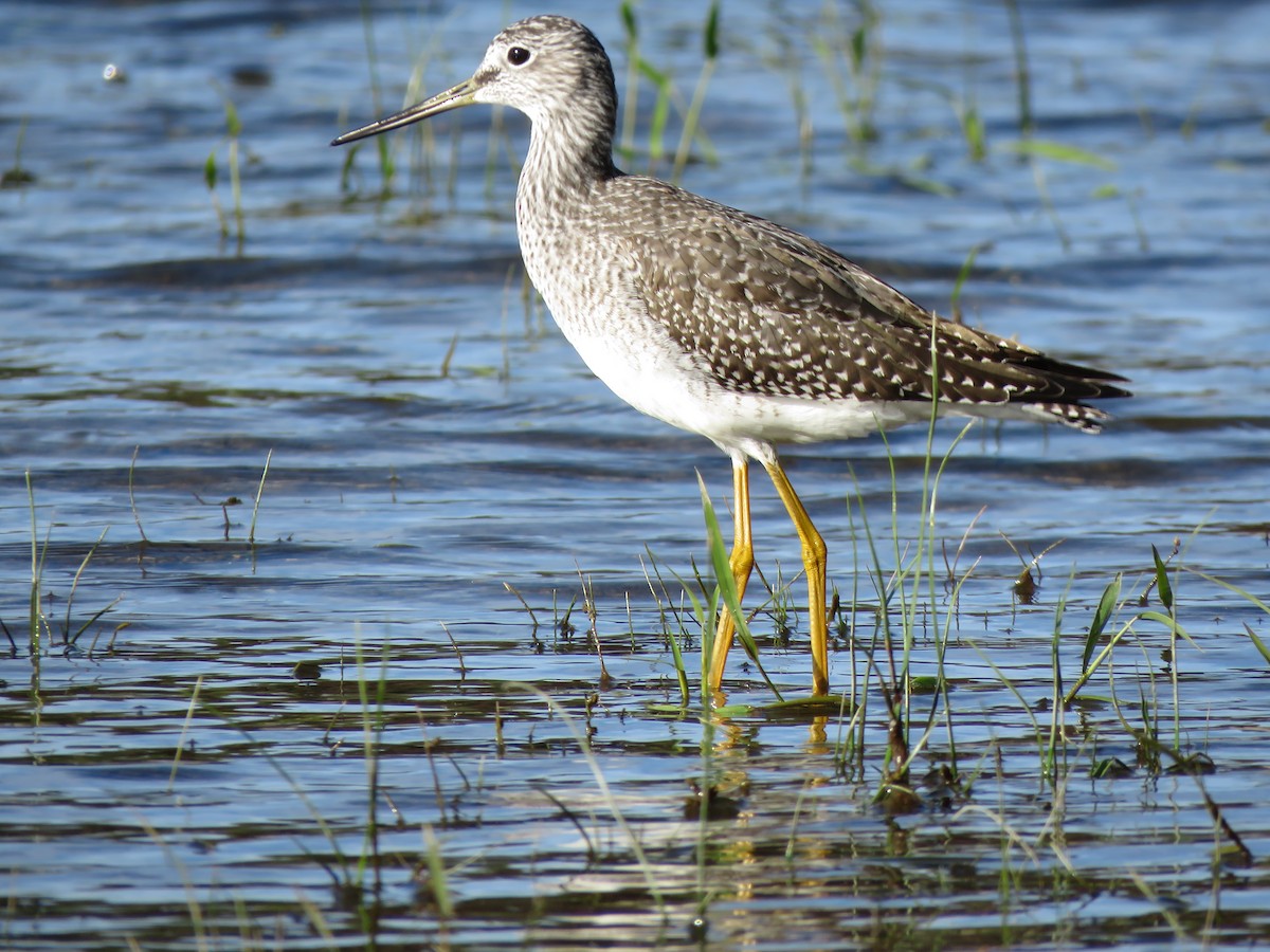 Greater Yellowlegs - ML490036731