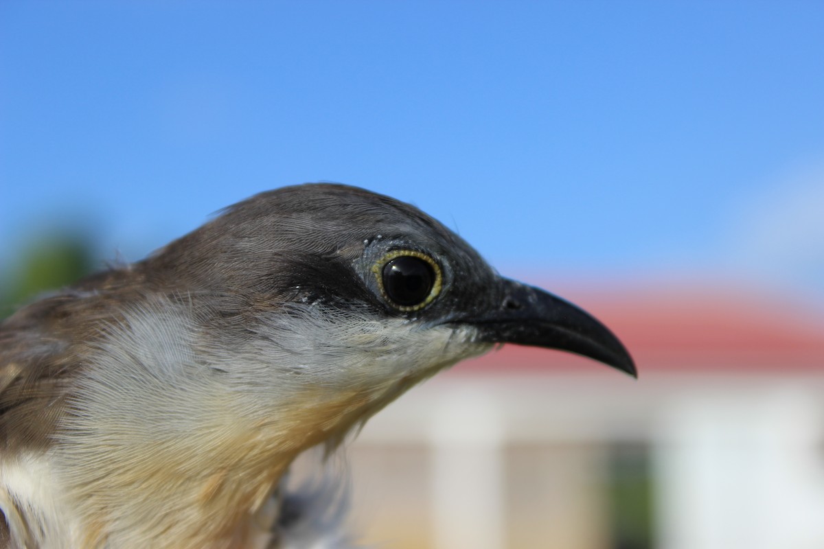 Black-billed Cuckoo - ML490037741