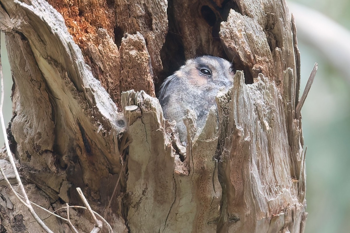 Australian Owlet-nightjar - ML490039361