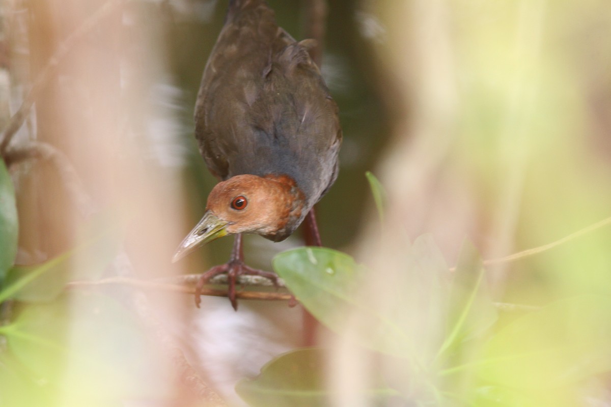 Rufous-necked Wood-Rail - ML490039521