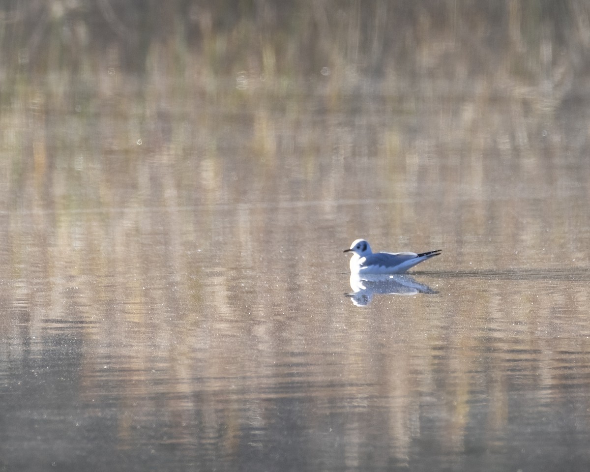 Bonaparte's Gull - ML490040661