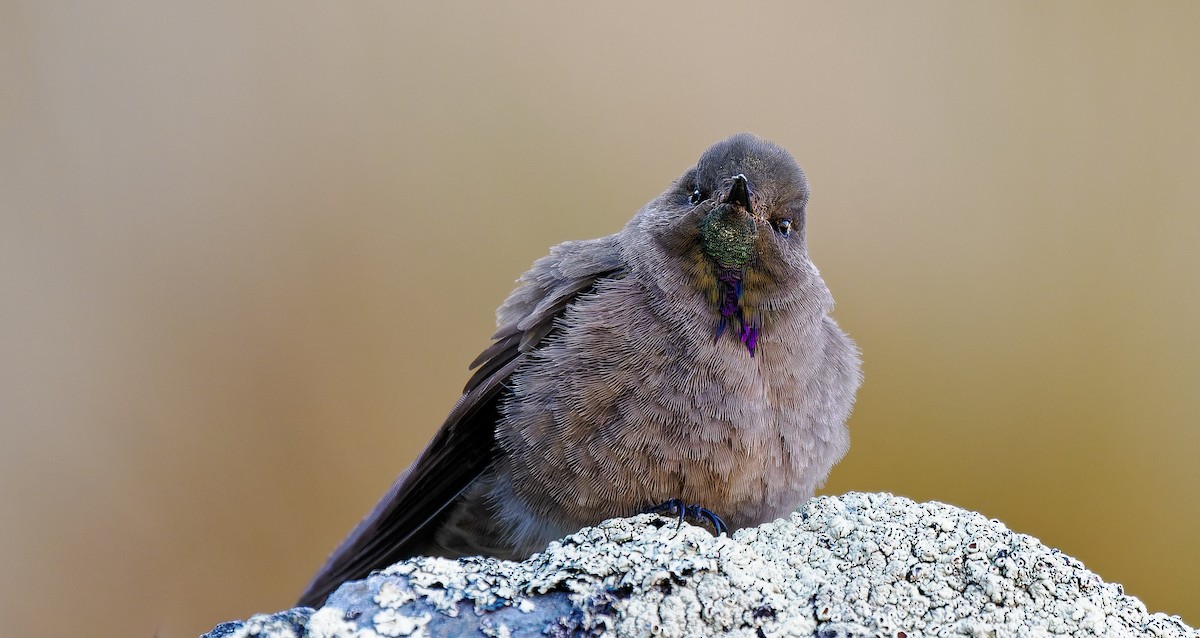 Olivaceous Thornbill - ML490040701