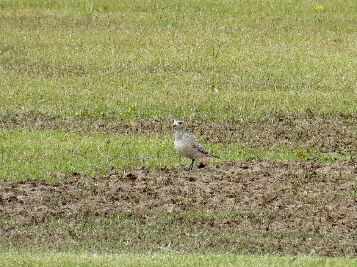 American Golden-Plover - ML490041201