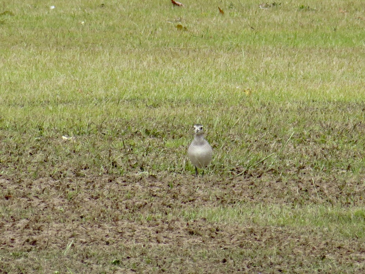 American Golden-Plover - ML490041211