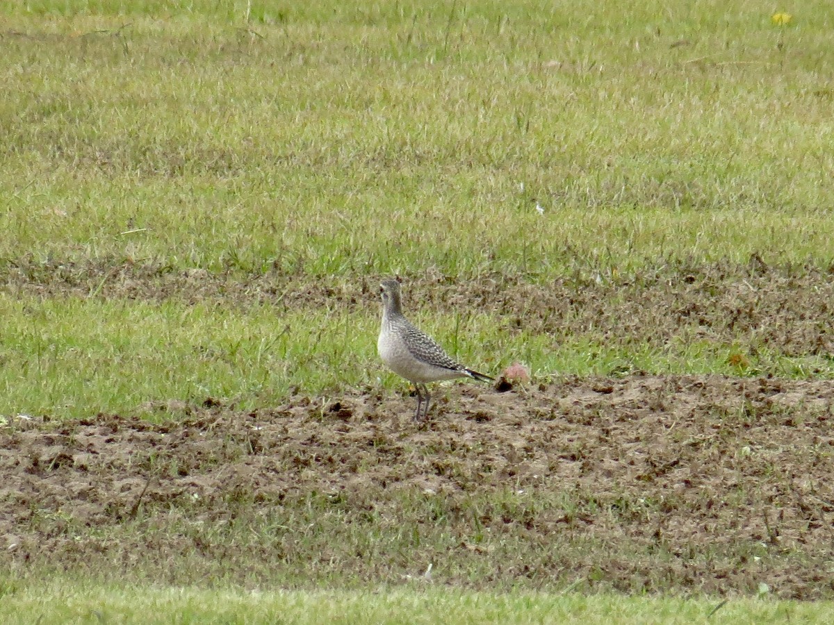 American Golden-Plover - ML490041221