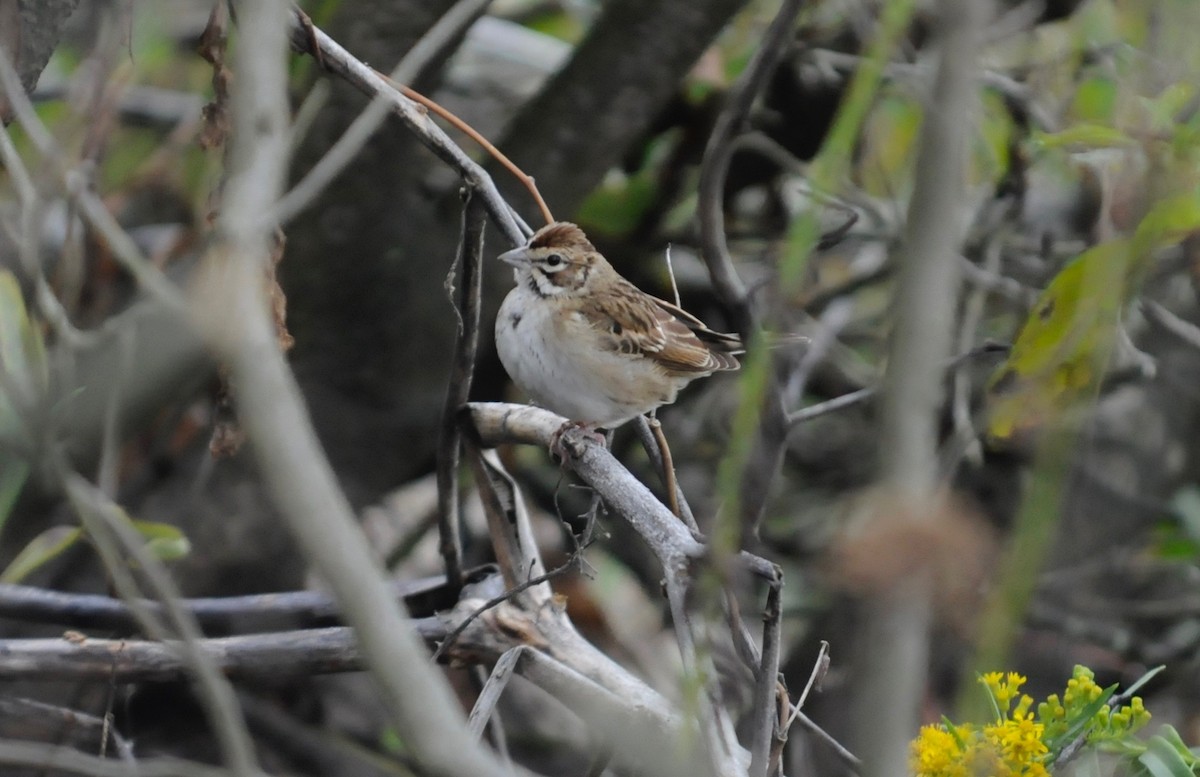 Lark Sparrow - ML490042281