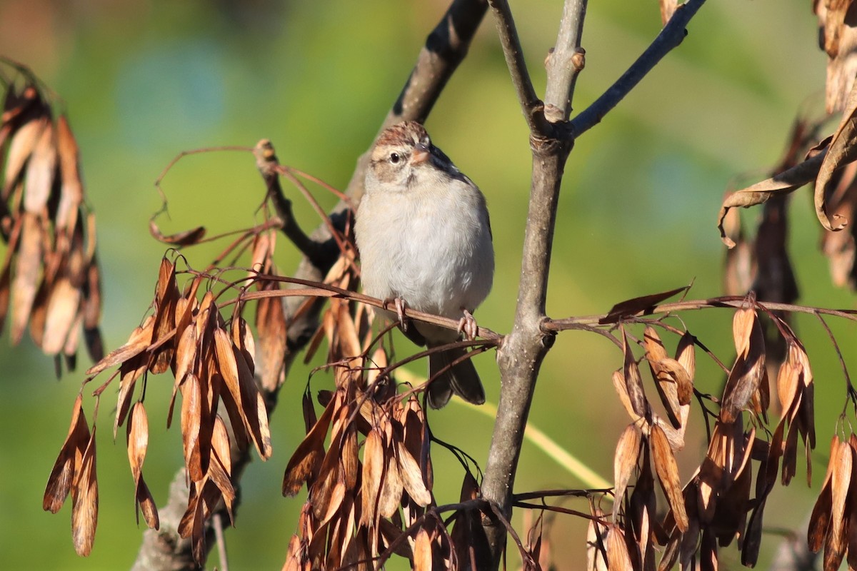 Chipping Sparrow - ML490042671