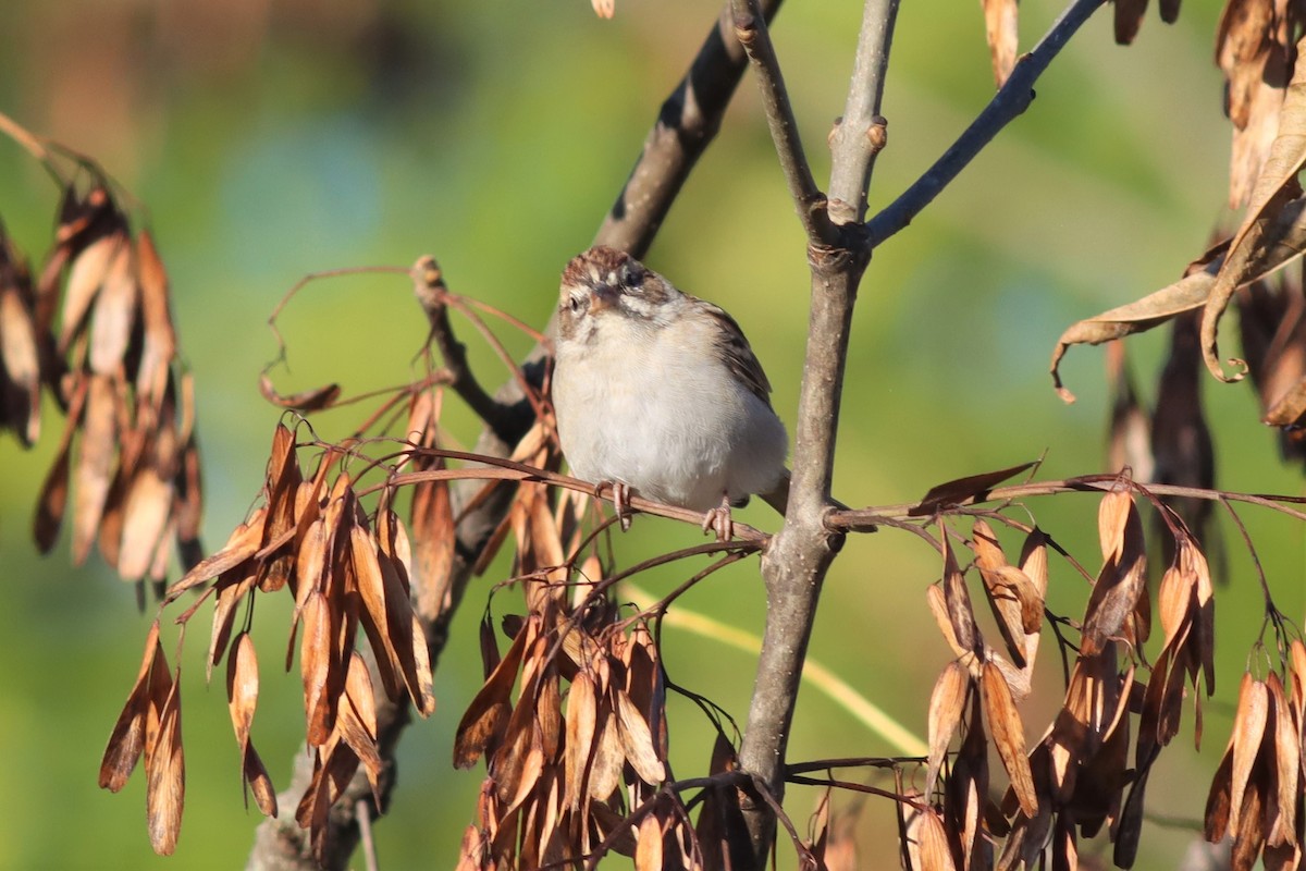 Chipping Sparrow - ML490042681