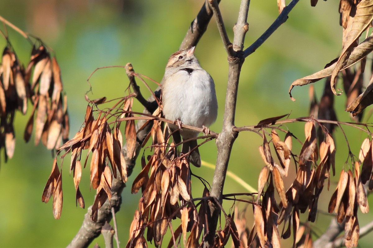 Chipping Sparrow - ML490042691