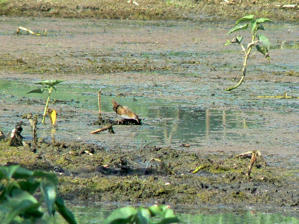 Baillon's Crake - ML49004381