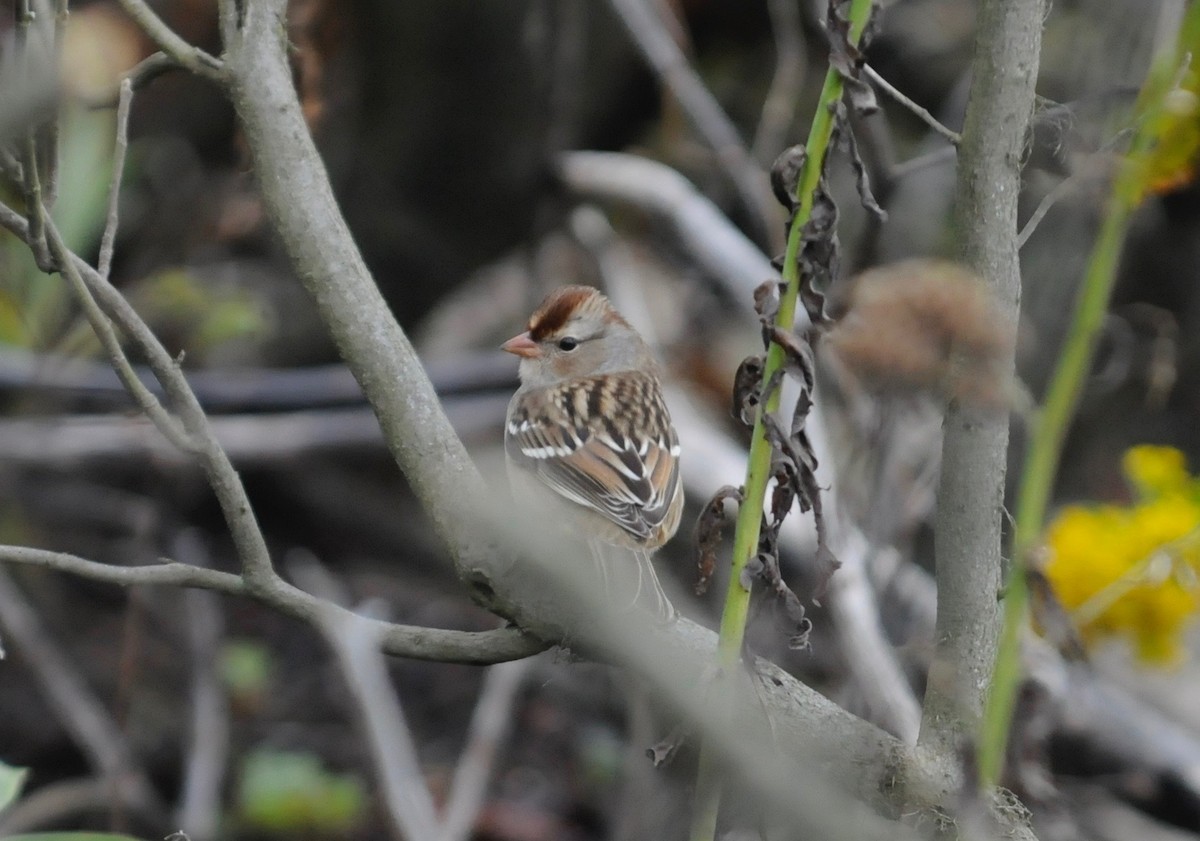 White-crowned Sparrow - ML490043901