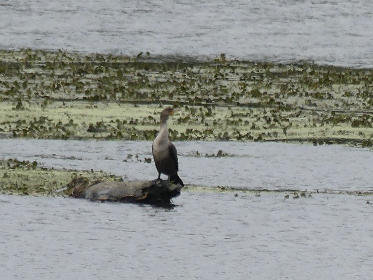 Double-crested Cormorant - ML490044381