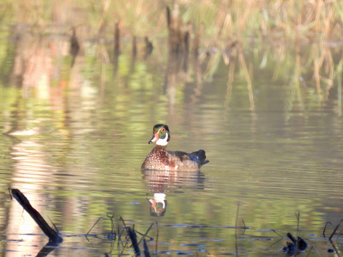 Wood Duck - ML490044841