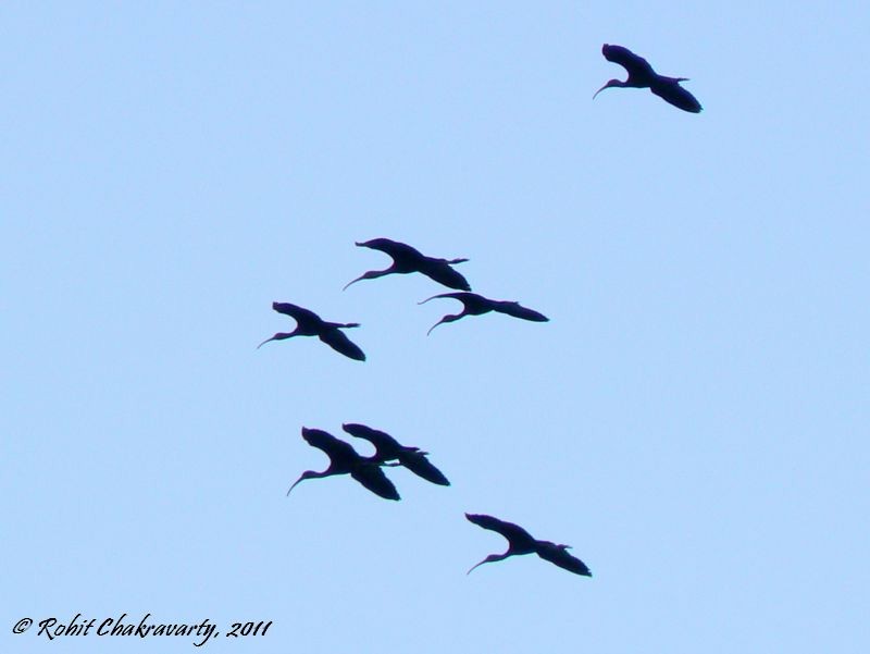 Glossy Ibis - ML49004541