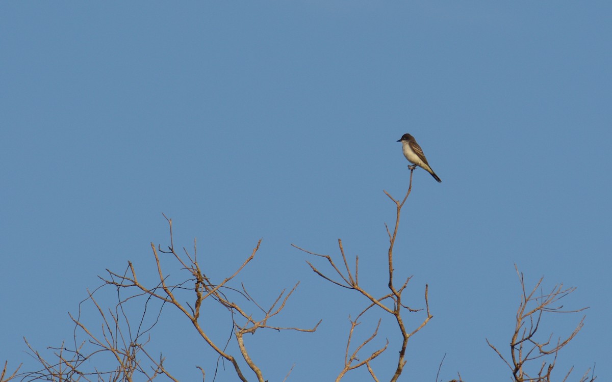 Eastern Kingbird - Luis Trinchan