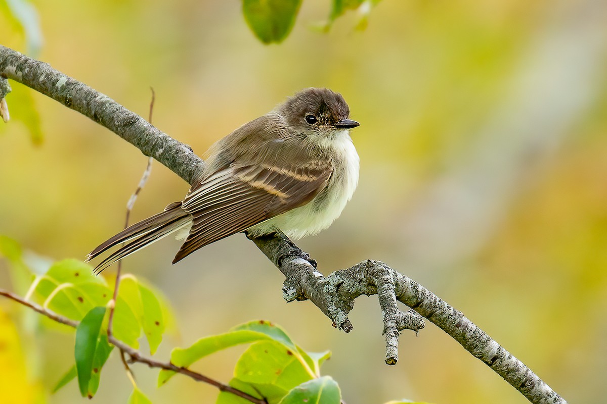 Eastern Phoebe - ML490046381