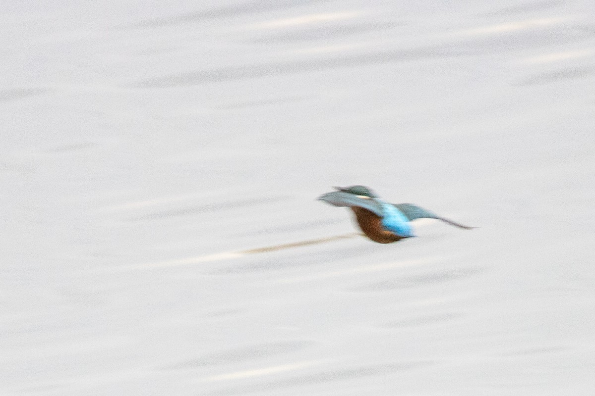 Common Kingfisher - ML490047401