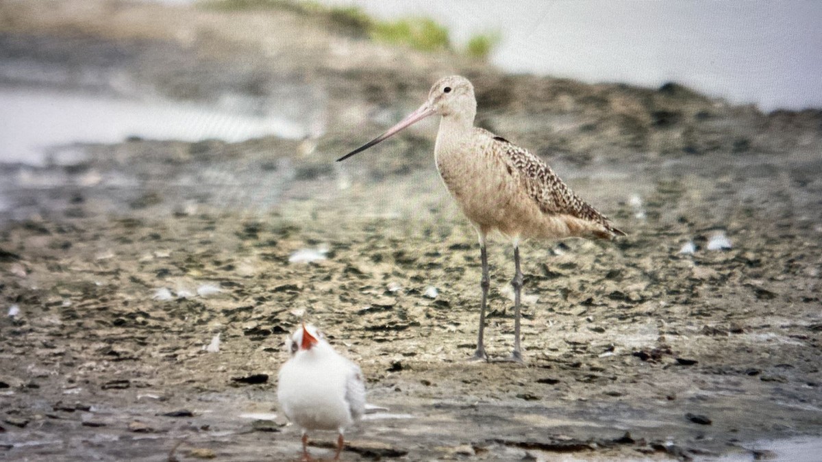 Marbled Godwit - ML490047861