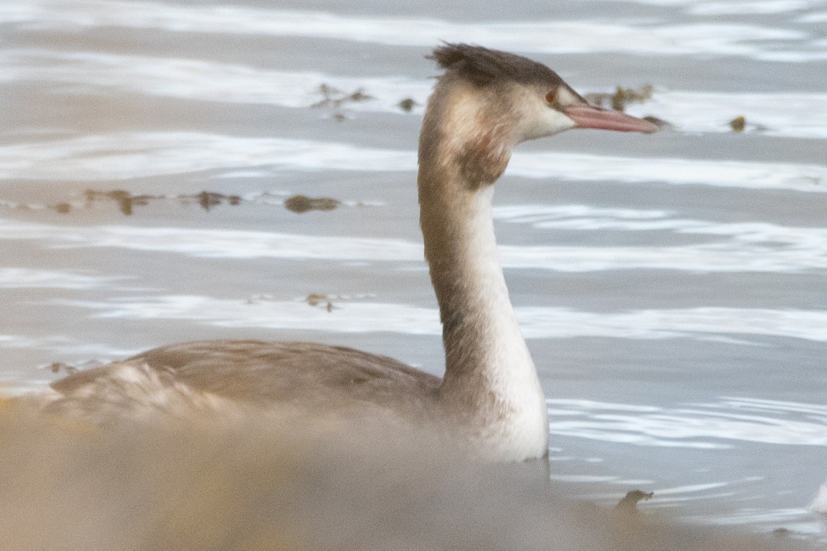 Great Crested Grebe - ML490048601