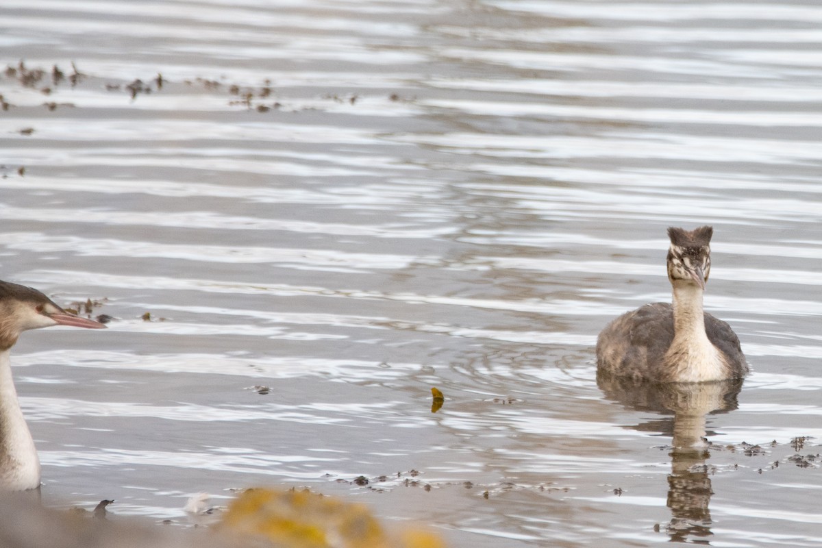 Great Crested Grebe - ML490048611