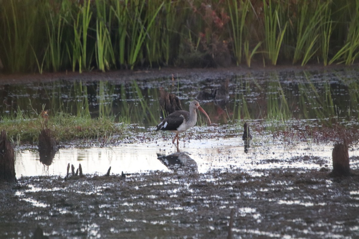 White Ibis - ML490048681