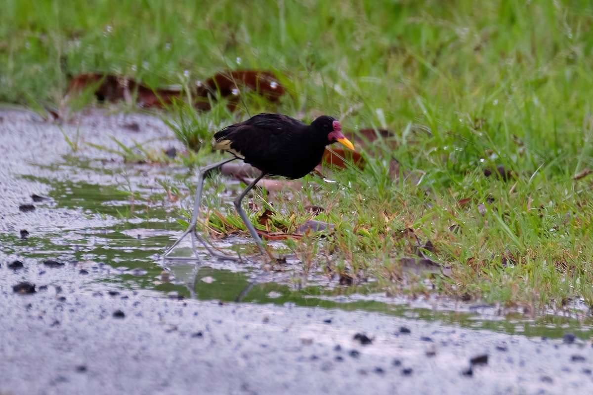 Wattled Jacana - Beata Milhano