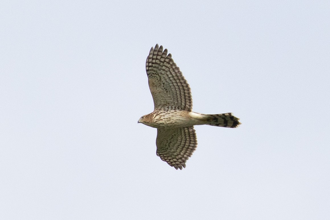 Cooper's Hawk - ML490050271