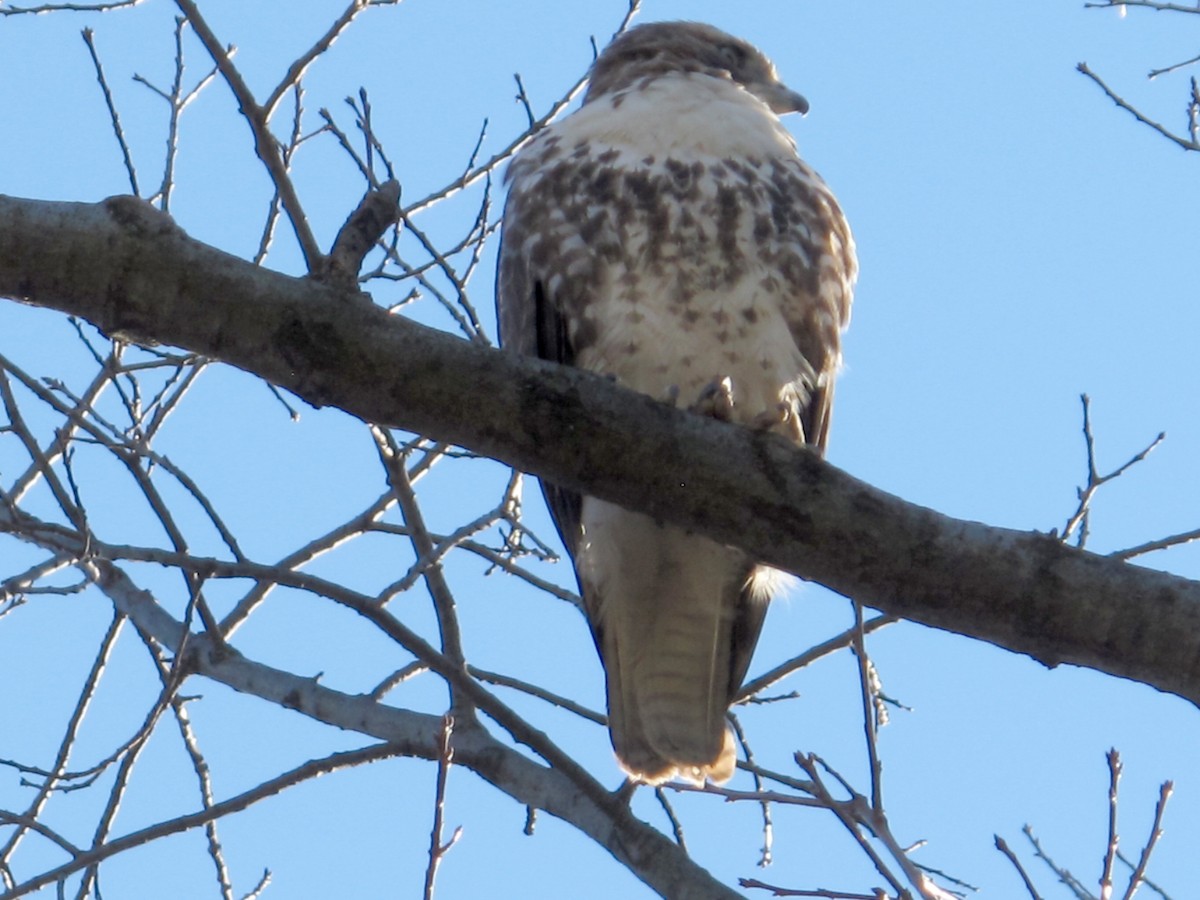 Red-tailed Hawk - ML49005081