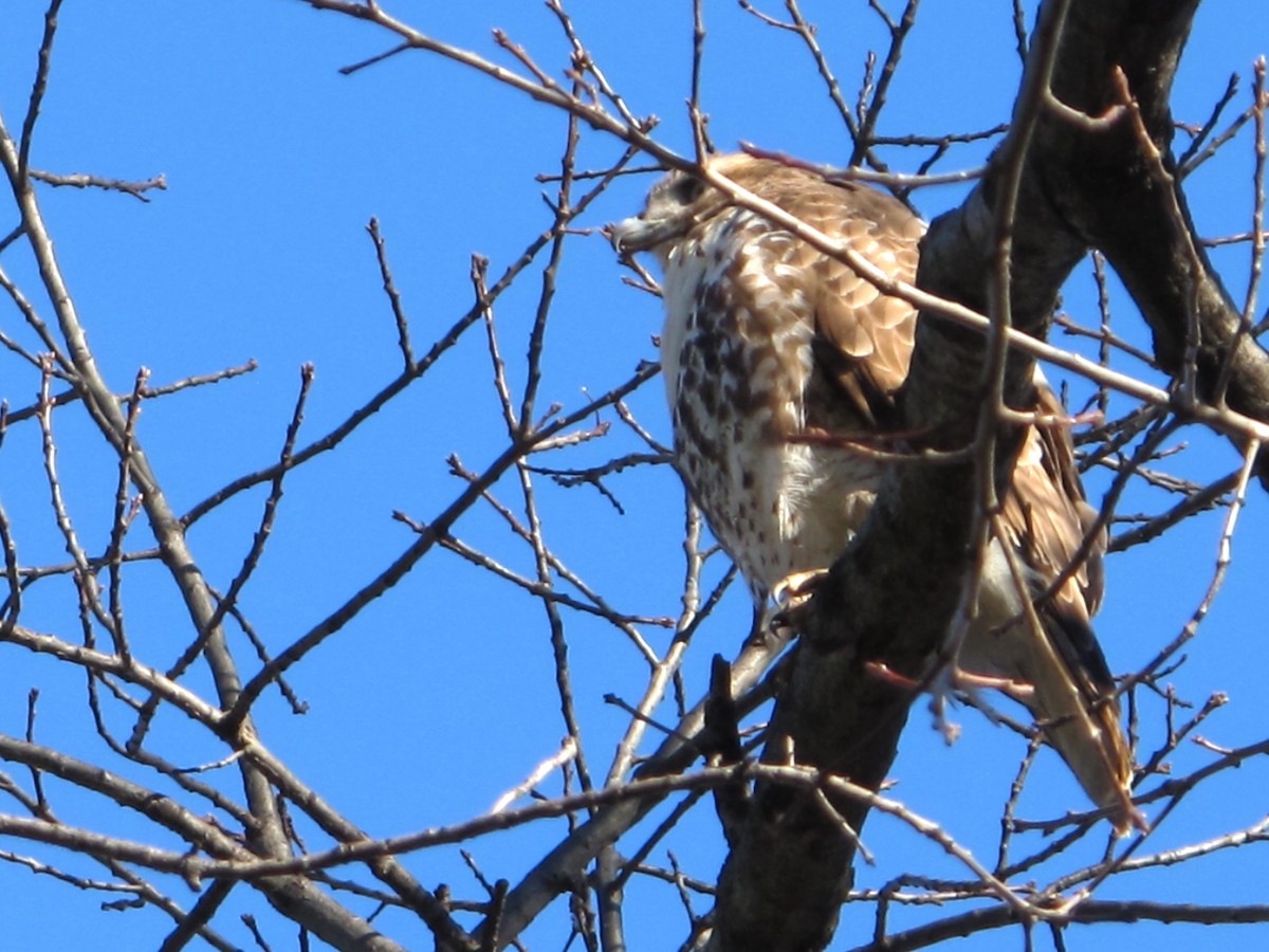 Red-tailed Hawk - ML49005091