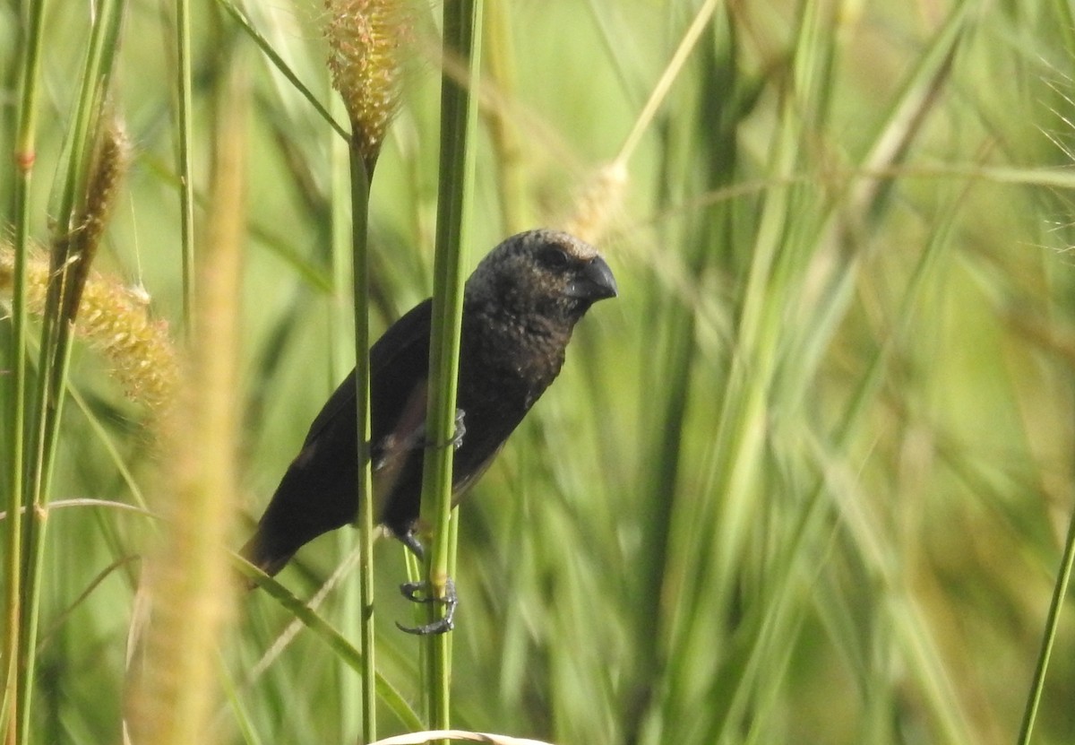 Mottled Munia - ML490051161