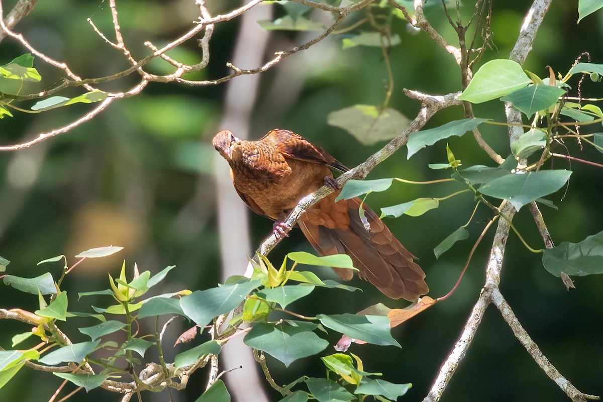 Ruddy Cuckoo-Dove - ML490052551