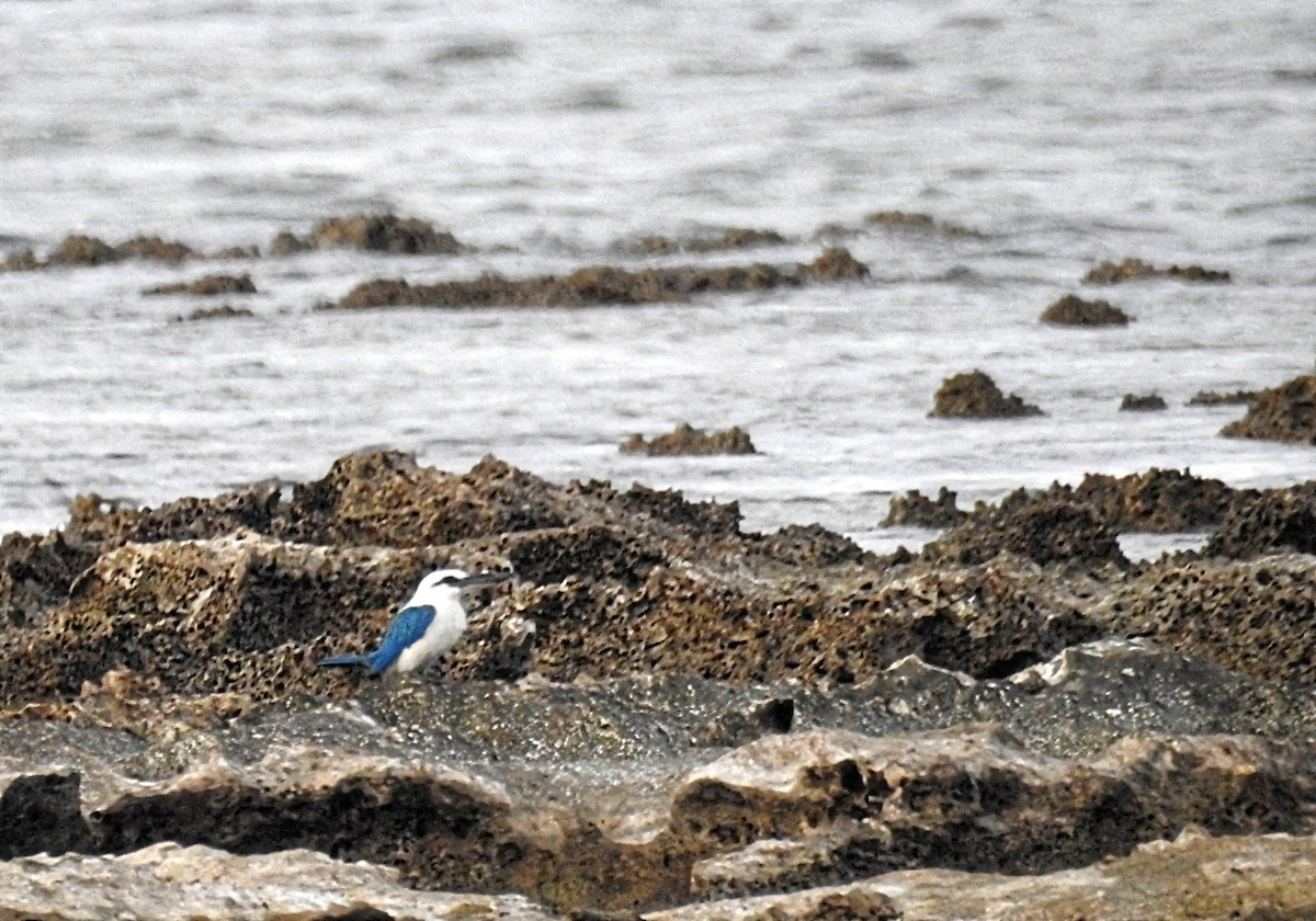 Beach Kingfisher - ML490052641