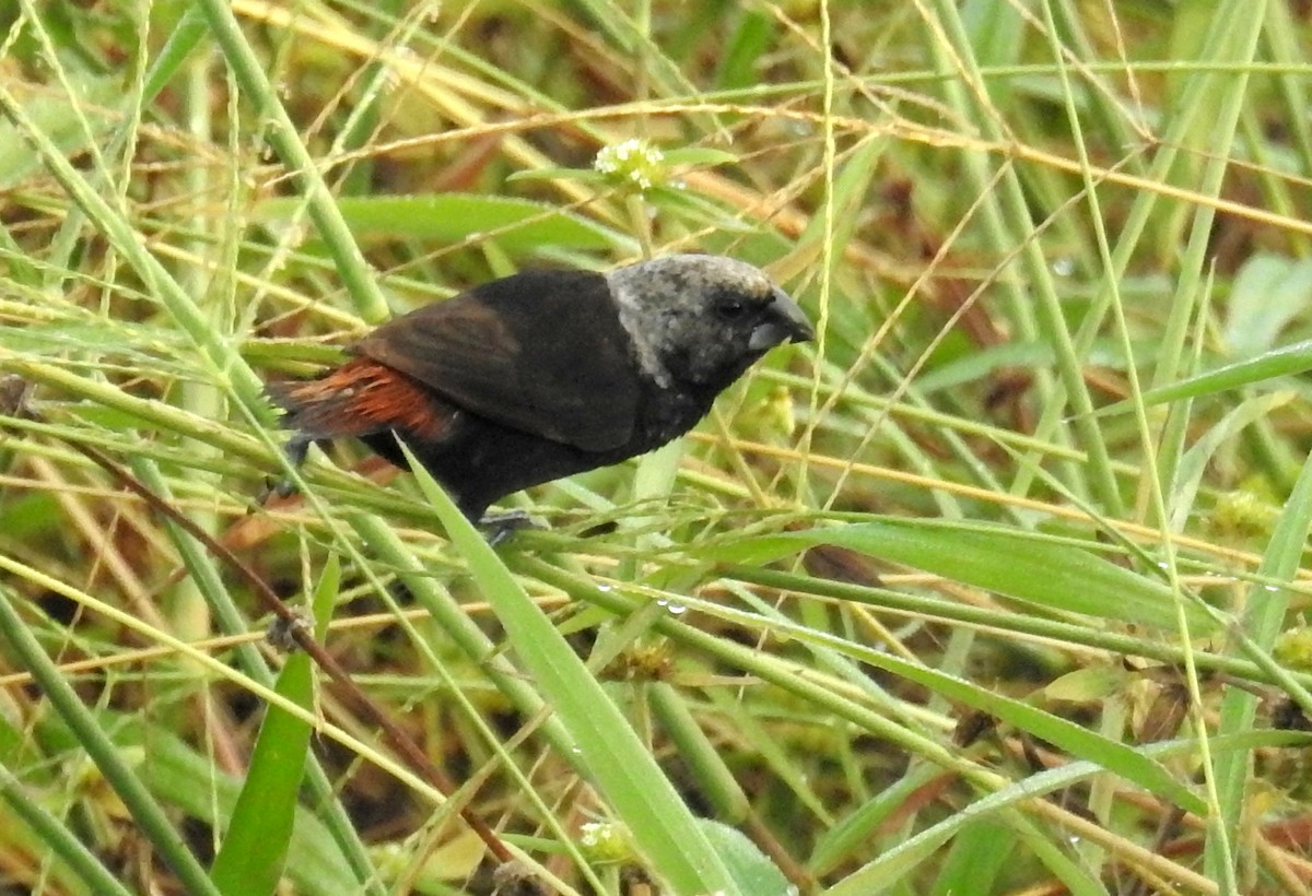 Mottled Munia - ML490053251