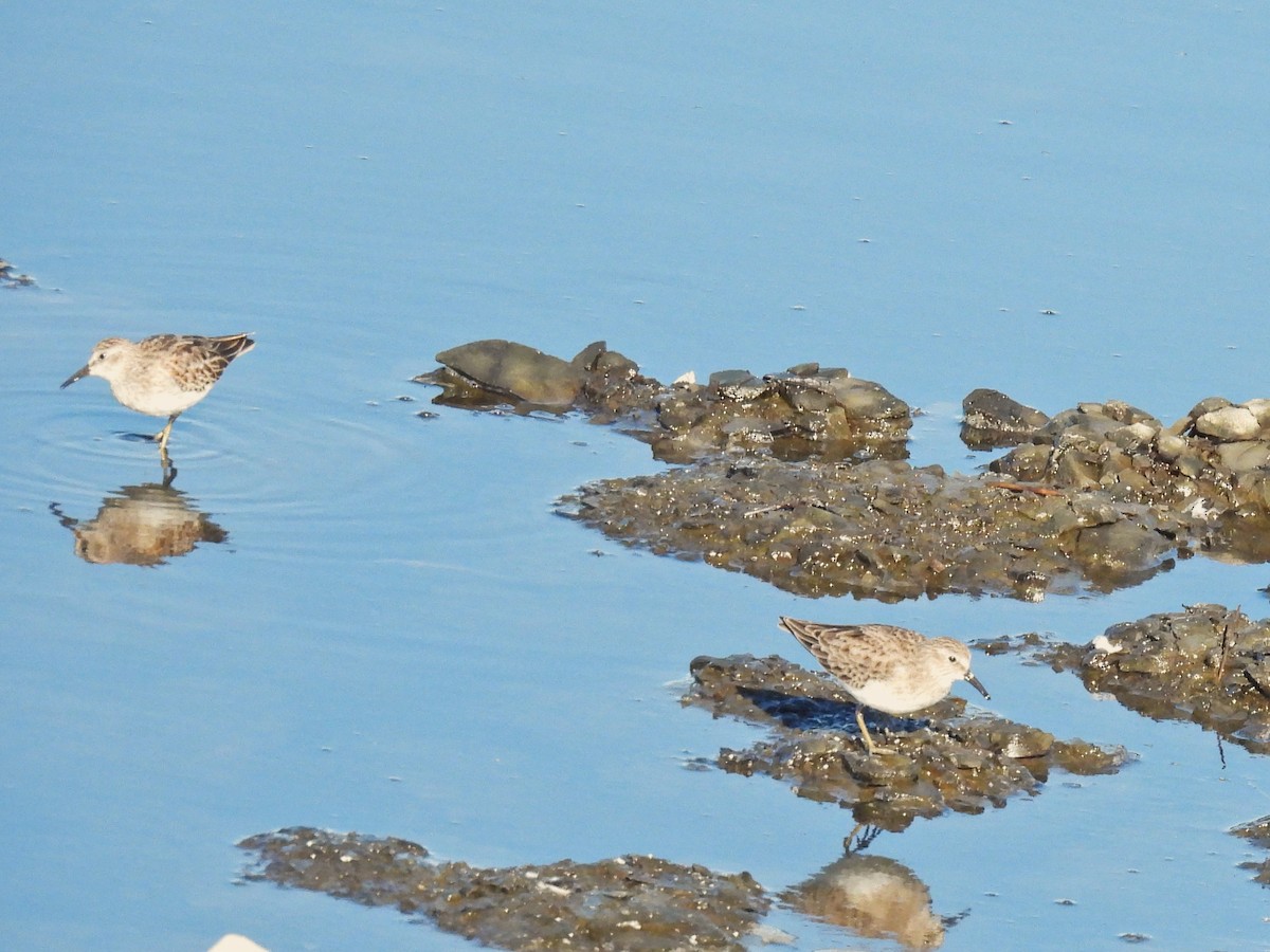 Least Sandpiper - ML490053861