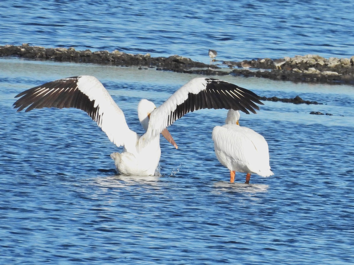 American White Pelican - ML490054041