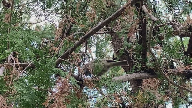 Juniper Titmouse - ML490057141