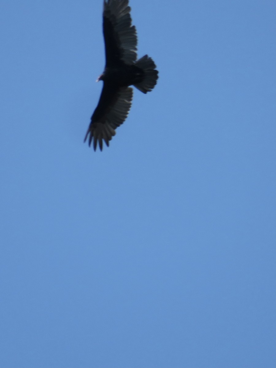 Turkey Vulture - ML490057191