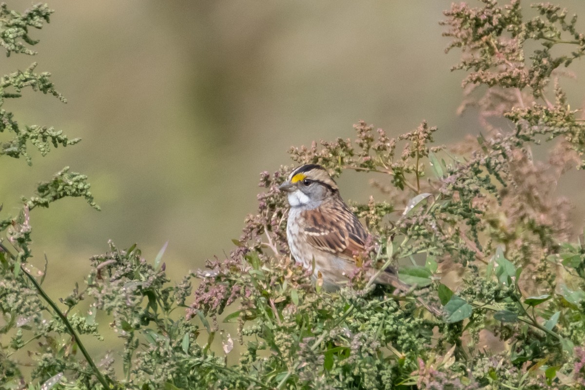 White-throated Sparrow - ML490057501