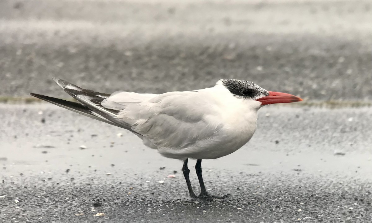 Caspian Tern - Shai Mitra