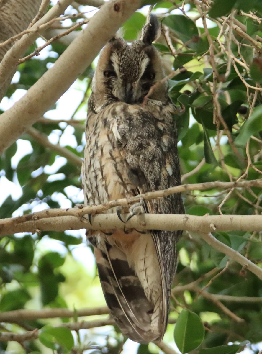 Long-eared Owl - Ayoze Rodríguez Rodríguez