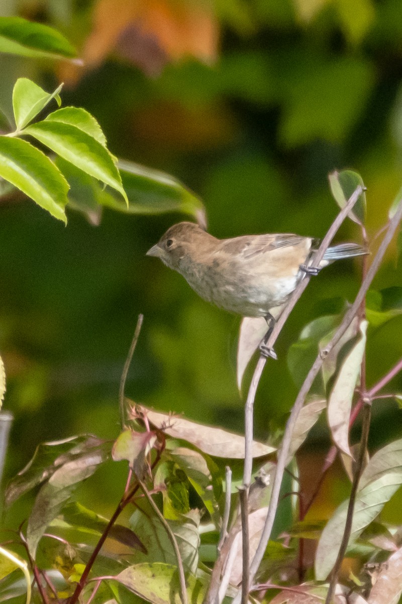 Indigo Bunting - Scott Dresser