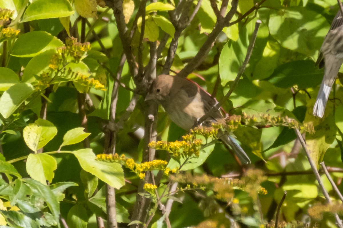 Indigo Bunting - ML490058811